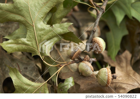 Acorn 54090822