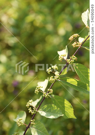 A little harpoon tree 54090849