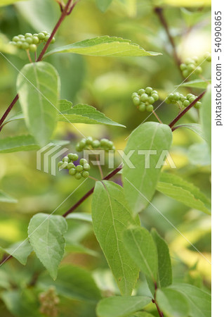 A little harpoon tree A little harpoon tree 54090865