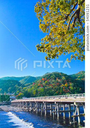 Autumn leaves season Kyoto, autumnal Ginkgo and Togetsubashi Autumn leaves season Kyoto, autumnal Ginkgo and Togetsubashi 54091231