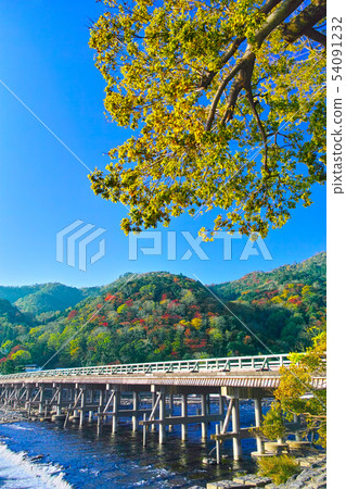 Autumn leaves season Kyoto, autumnal Ginkgo and Togetsubashi Autumn leaves season Kyoto, autumnal Ginkgo and Togetsubashi 54091232