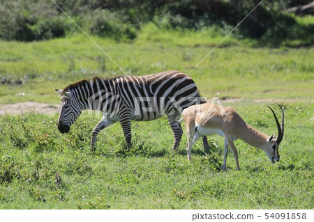 斑馬和黑斑羚 54091858