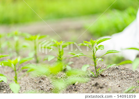 青椒苗 54091859