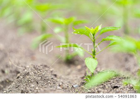 Green pepper seedlings Green pepper seedlings 54091863
