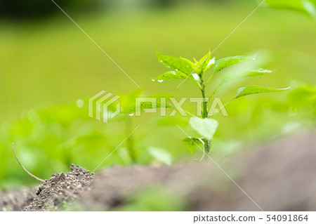 Green pepper seedlings Green pepper seedlings 54091864