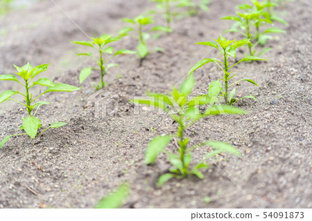 青椒苗 青椒苗 54091873