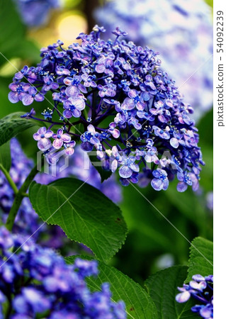 繡球 繡球 54092239