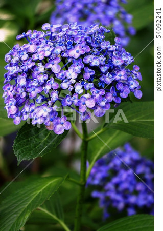 繡球 54092241
