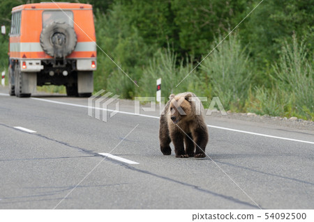 Wild hungry brown bear walking on road and begs 54092500