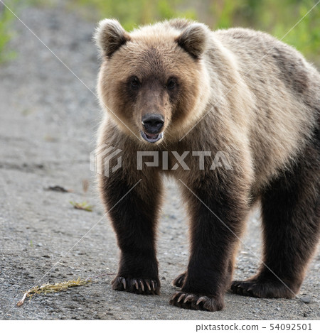 Portrait of terrible hungry Kamchatka brown bear 54092501