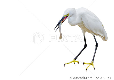 Eastern Great Egret Eating Fish In Mount Eastern Great Egret Eating Fish In Mount 54092935