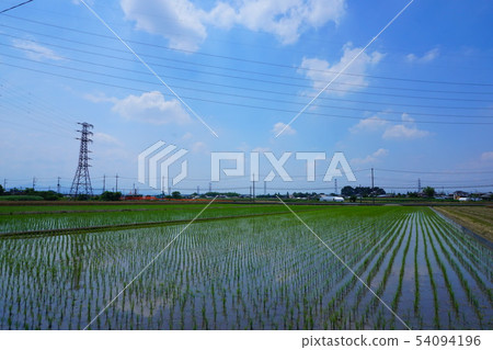 Paddy field and sky Paddy field and sky 54094196