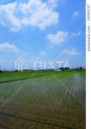 Paddy field and early summer sky Paddy field and early summer sky 54094197