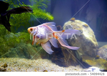 金魚 54094428