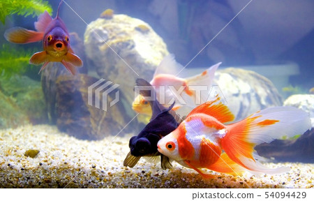 金魚 54094429