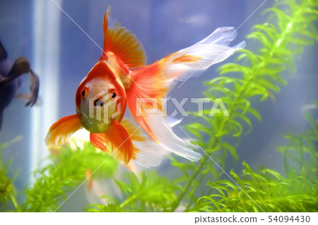 金魚 54094430