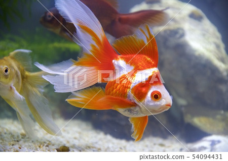 金魚 54094431