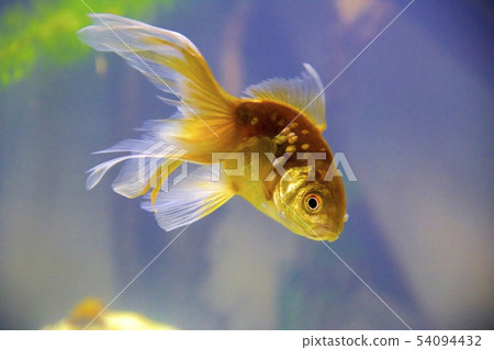 金魚 54094432