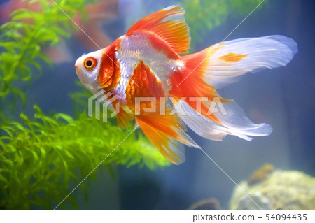 Ryukin Ryukin 54094435