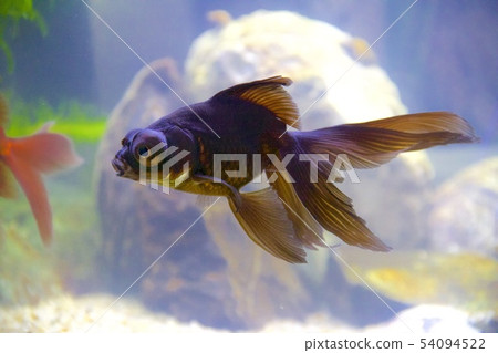 Remission money 54094522