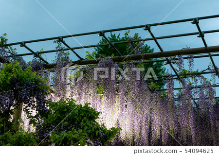 紫藤格子 54094625