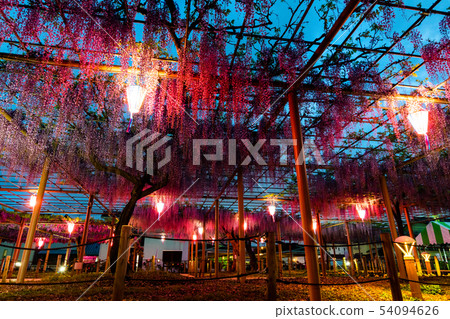 紫藤格子 紫藤格子 54094626