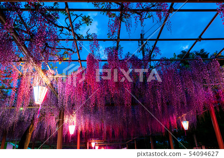 紫藤格子 紫藤格子 54094627