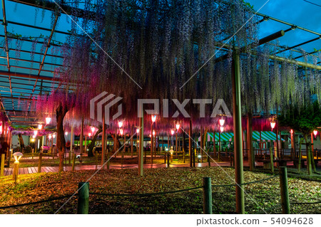 紫藤格子 紫藤格子 54094628