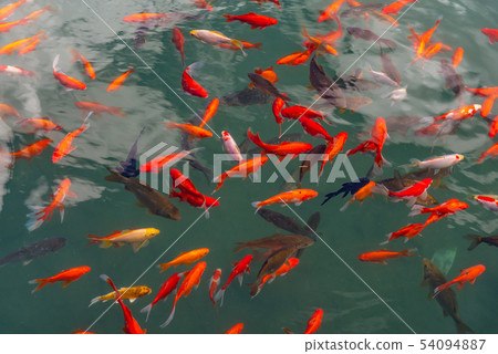 觀賞魚觀賞魚觀賞魚錦鯉魚魚水池塘伊塘Nishikigoi中國雲南麗江 54094887