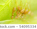 red ants teamwork 54095334