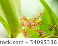 red ants teamwork 54095336