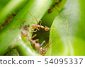 red ants teamwork 54095337