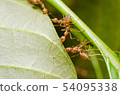 red ants teamwork 54095338