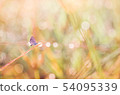 Little butterfly in the nature 54095339