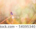 Little butterfly in the nature 54095340