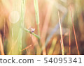 Little butterfly in the nature 54095341