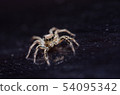 Spider in wall nature background 54095342