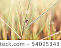 Little butterfly in the nature 54095343