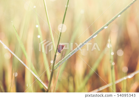 Little butterfly in the nature 54095343