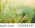 Grass with water drops 54095345