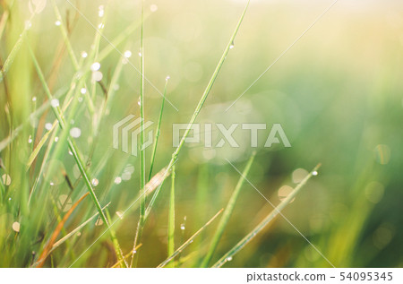 Grass with water drops 54095345