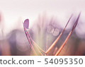 Little butterfly in the nature 54095350