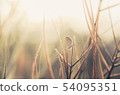 Little butterfly in the nature 54095351