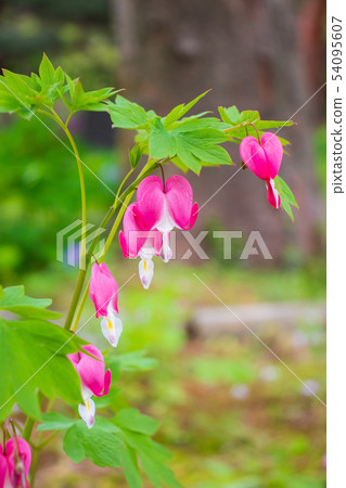 Dicentra, heart-shaped pink flowers Dicentra, heart-shaped pink flowers 54095607