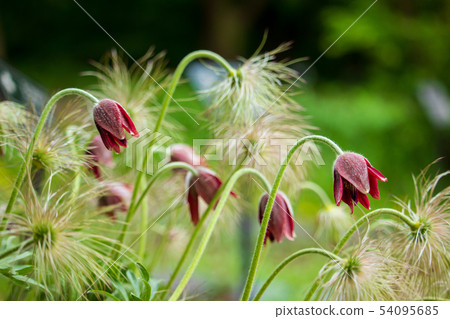 Halmy flower 54095685