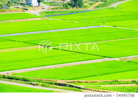 Summer rice field 54095786