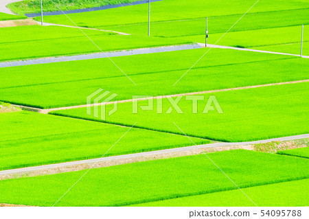 Summer rice field 54095788