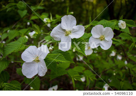 Chick flowers, chick flowers Chick flowers, chick flowers 54096110