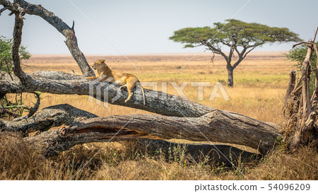 Lioness resting on a tree, at Serengeti National Lioness resting on a tree, at Serengeti National 54096209
