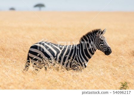 Zebra in african savannah, at Masai Mara , Kenia Zebra in african savannah, at Masai Mara , Kenia 54096217